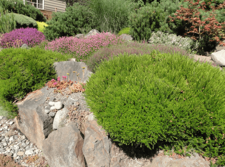 Drought-Tolerant Garden Design