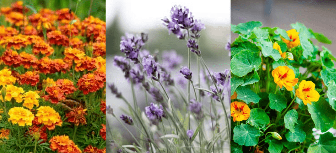 Marigolds, lavender, and nasturtiums