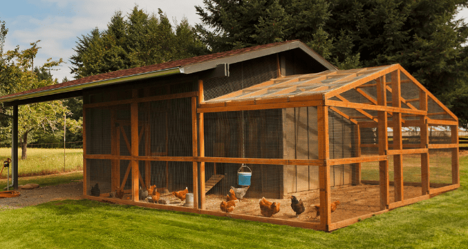 Outdoor chicken frame