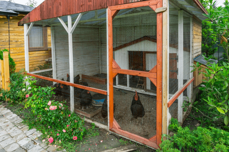 Rustic chicken coop