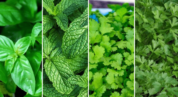 basil, mint, cilantro and parsley
