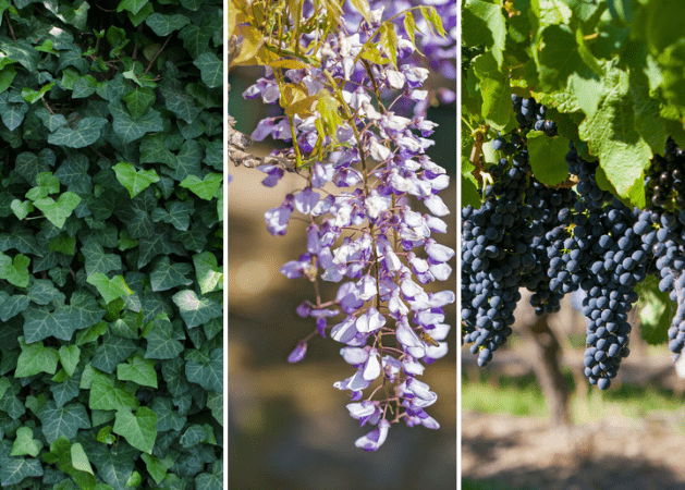 ivy, wisteeria, grapevines plants