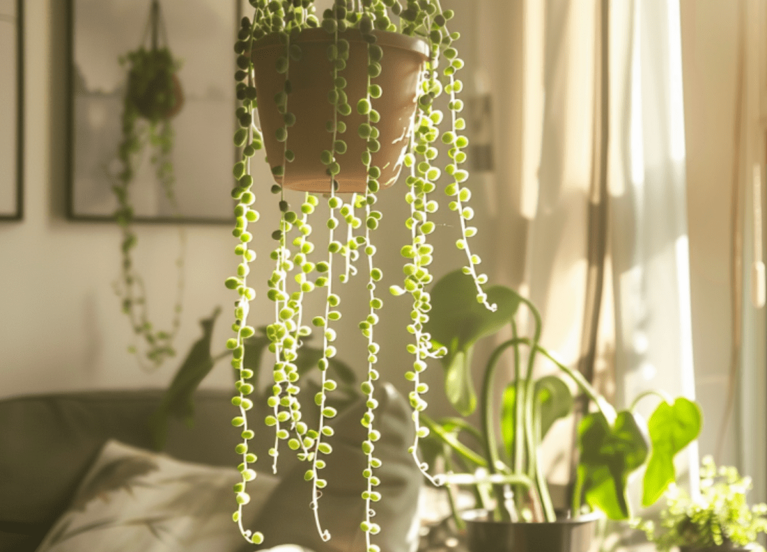 Indoor, Hanging Plants, String of Pearls, Modern Furniture, Wide-Angle View