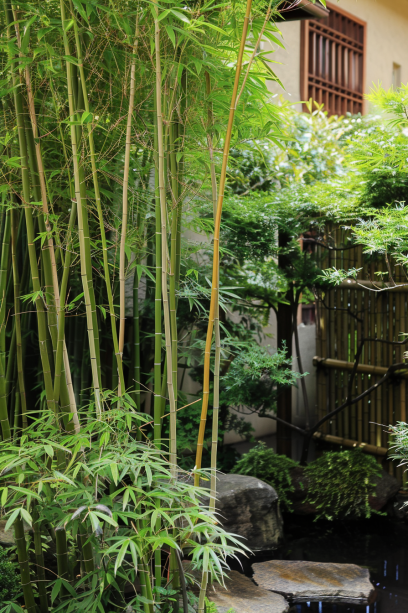 Japanese garden, bamboo, privacy screen, containment measures