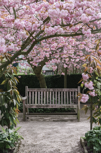 Japanese garden, serene, minimalist design, seasonal blooms, subtle colors sakura