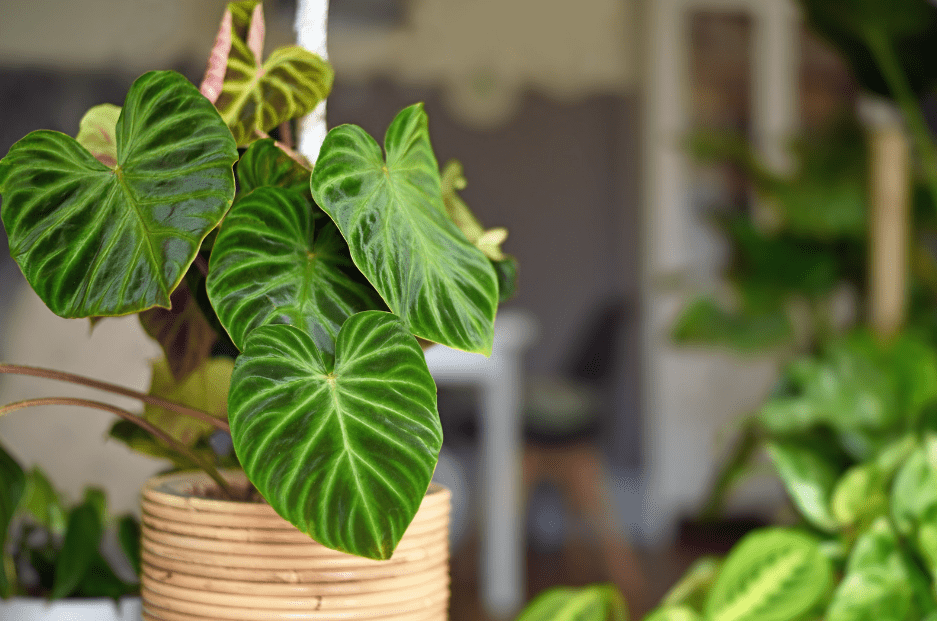 Philodendron low light required