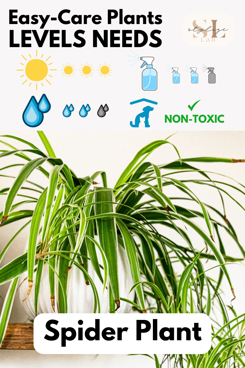 Spider Plant Level Needs ligh, water, humidity, non-toxic for pets