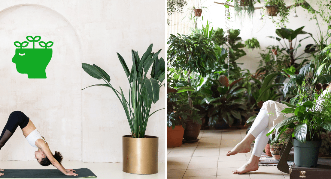 Stress Reduction with plant indoor exhale