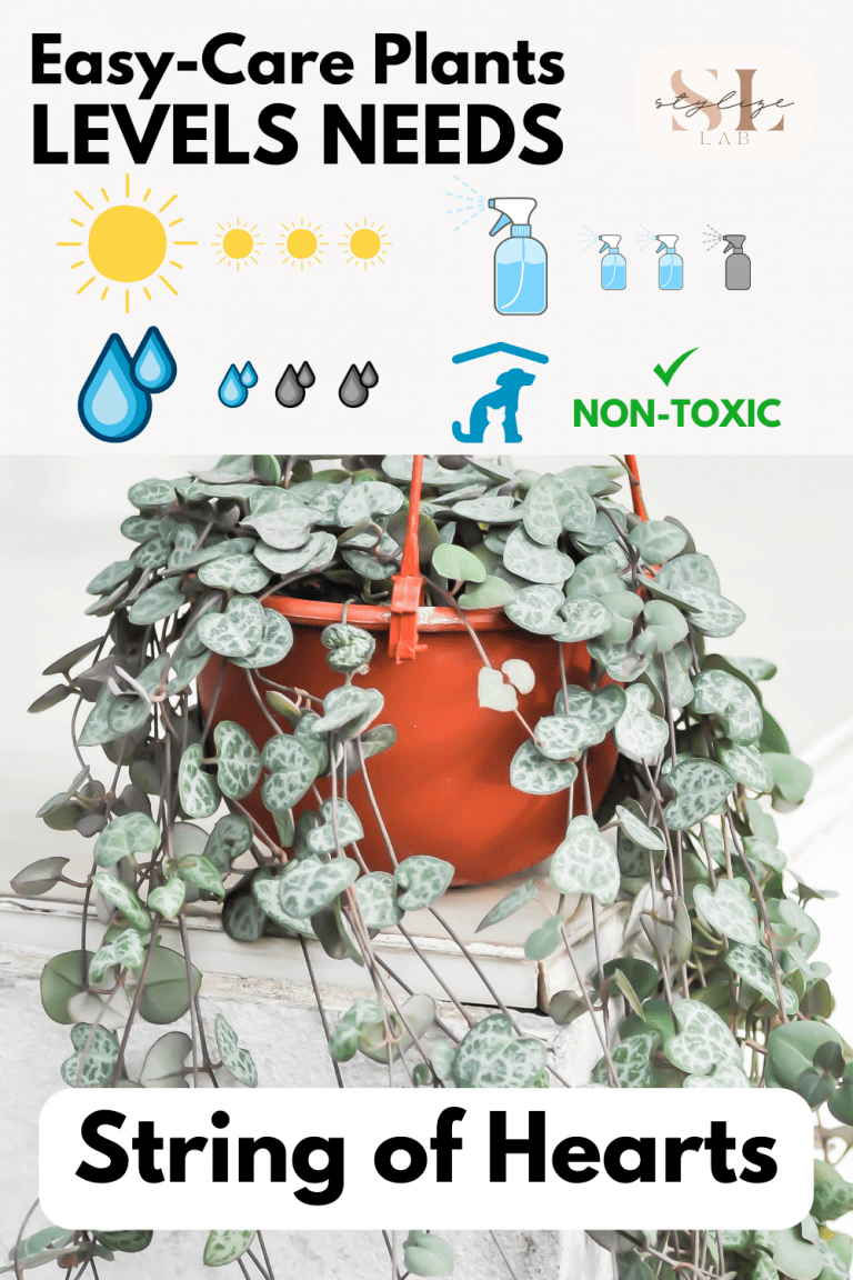 9 BEST Ideas for Indoor Hanging Plants [Types, Light, Water, Humidity