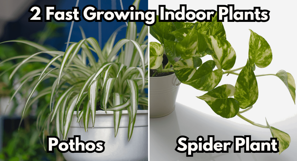 fast growing indoor plants - pothos and spider plant