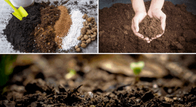 good soil with plants growing