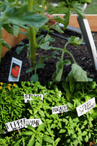 labeling plants