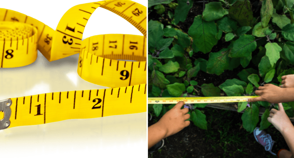 measure tape garden
