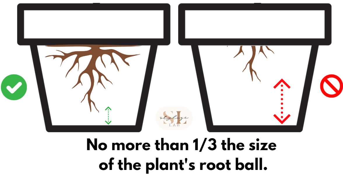 no more than one third the sinze of plants root ball