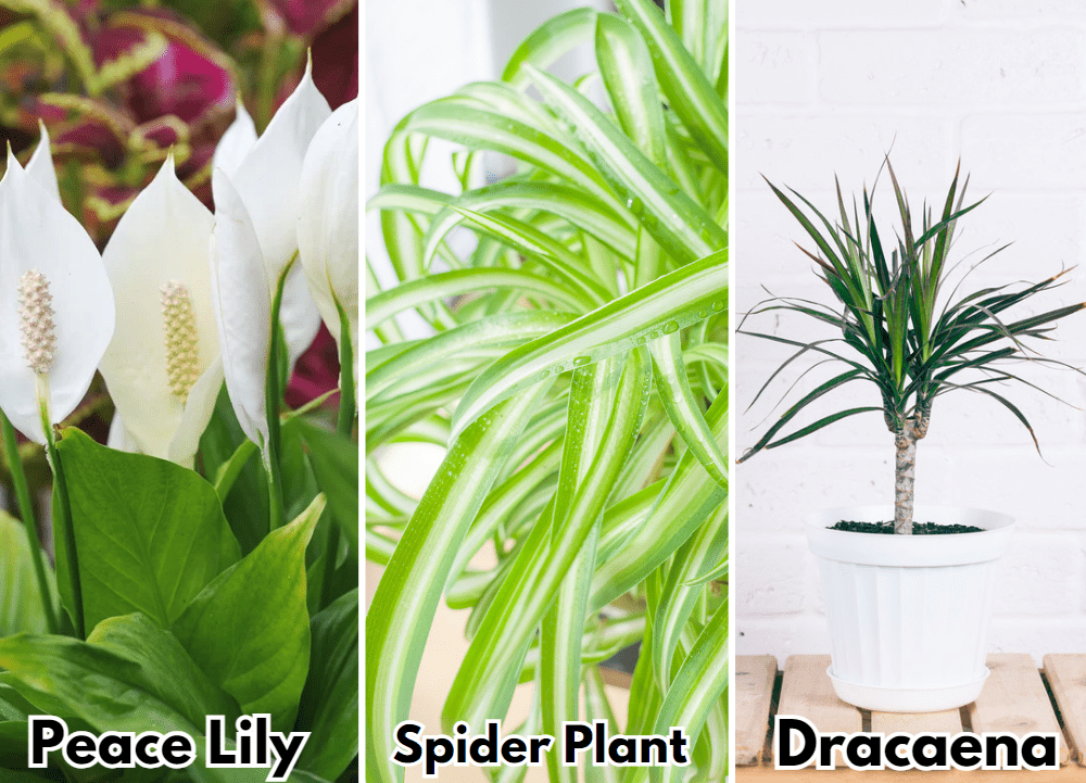 peace lily, spider plant and dracaena for the low light winners plants