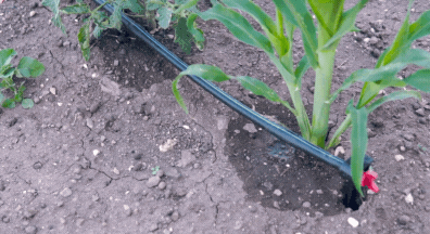 raised garden beds with drip irrigation system slow