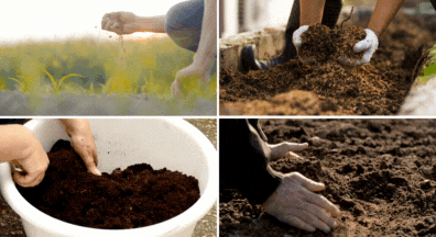 refreshing the soil