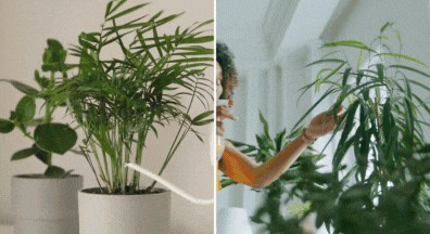 watering plants indoor