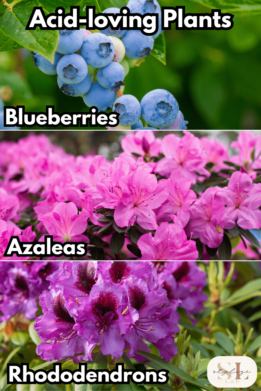 Acid-Loving Plants blueberries, azaleas and rhododendrons