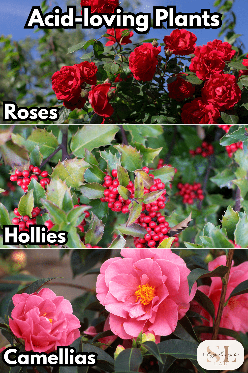 Acid-Loving Plants rosed, hollies and camellias , good to use coffee grounds