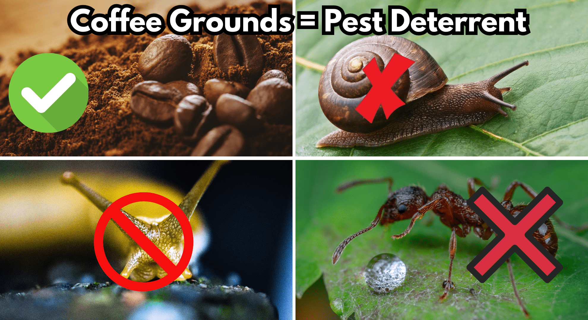 Coffee Grounds for Pest Control against slugs, snails ants