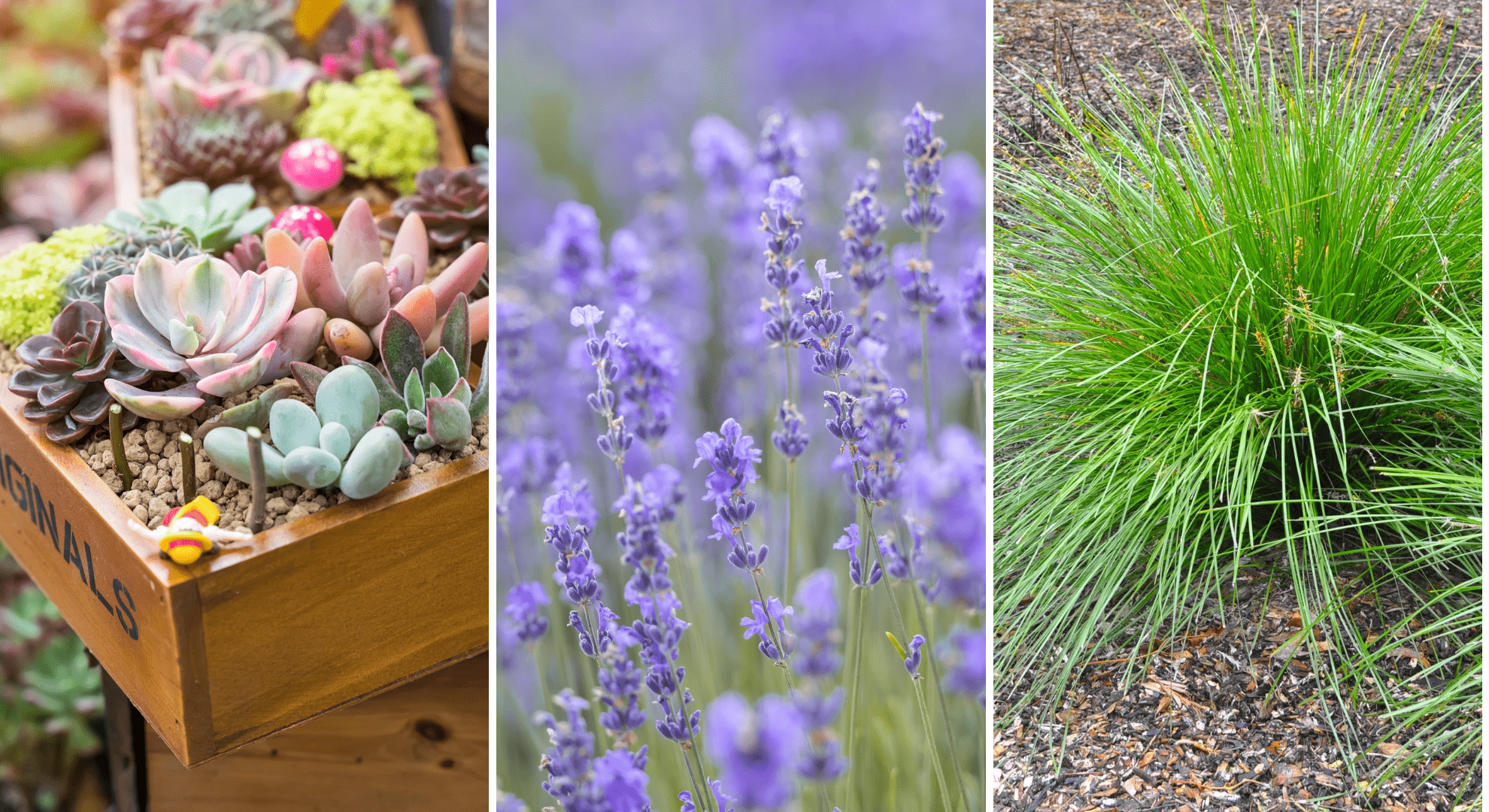 Drought-Tolerant Plants, succulents, lavender and ornamental grasses