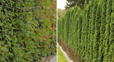 Hedges and Shrubs privacy fence