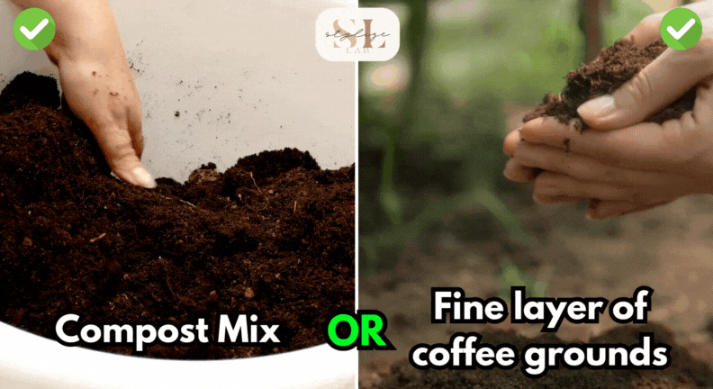 compost mix and fine layer of coffee grounds is perfect