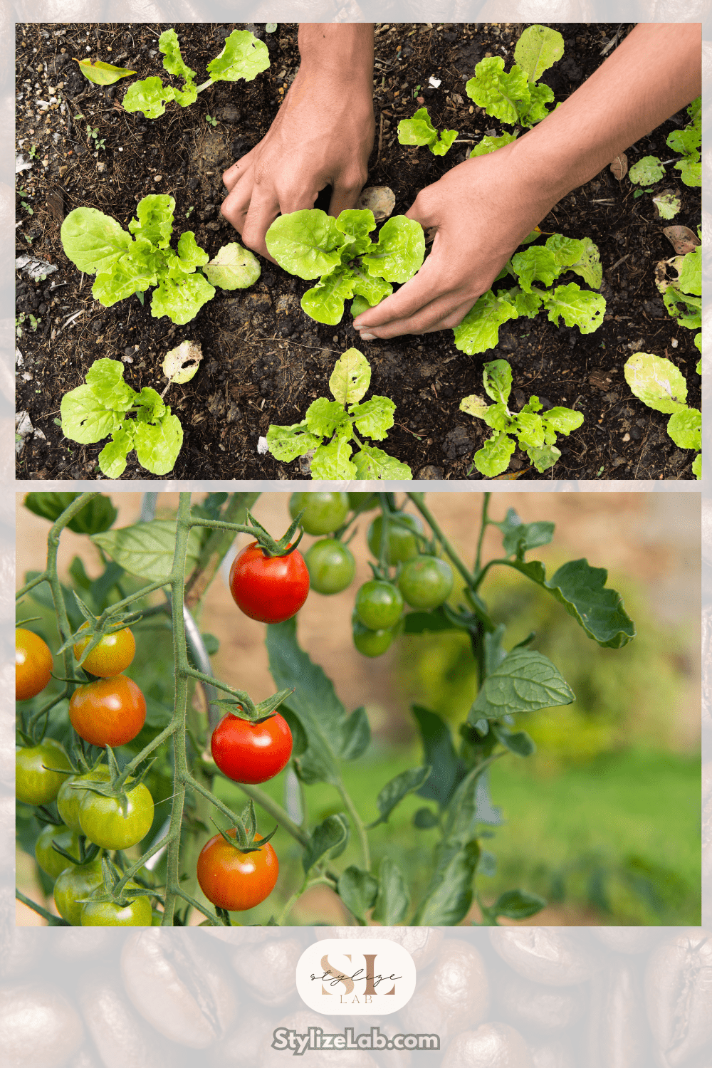tomatoes and leafy greens - benefits using coffee grounds in