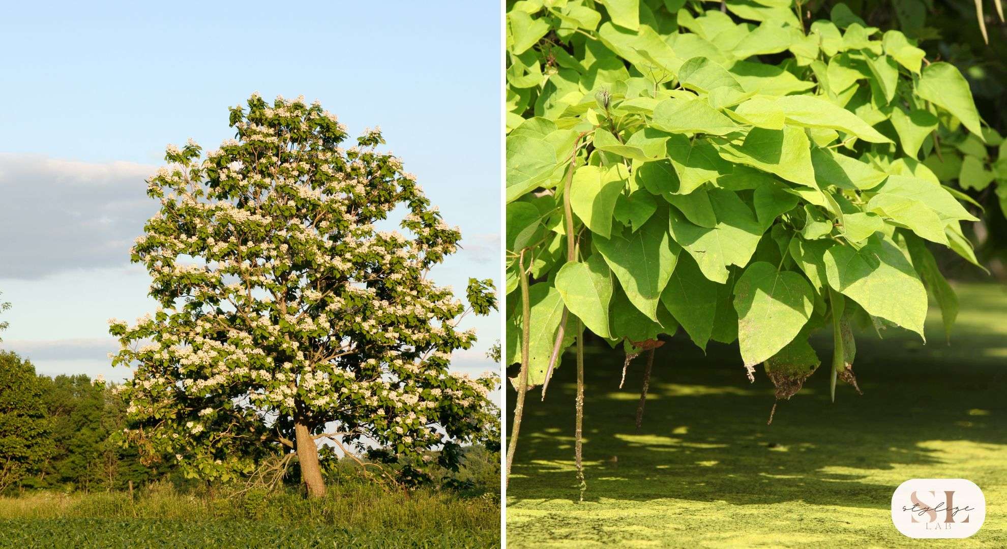 Catalpa Tree