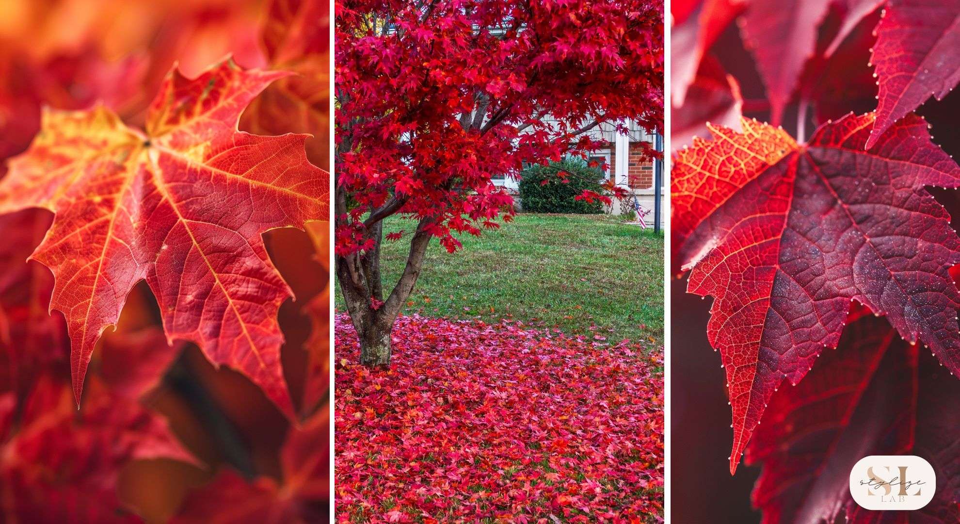 Close up Versatile Red Maple Tree