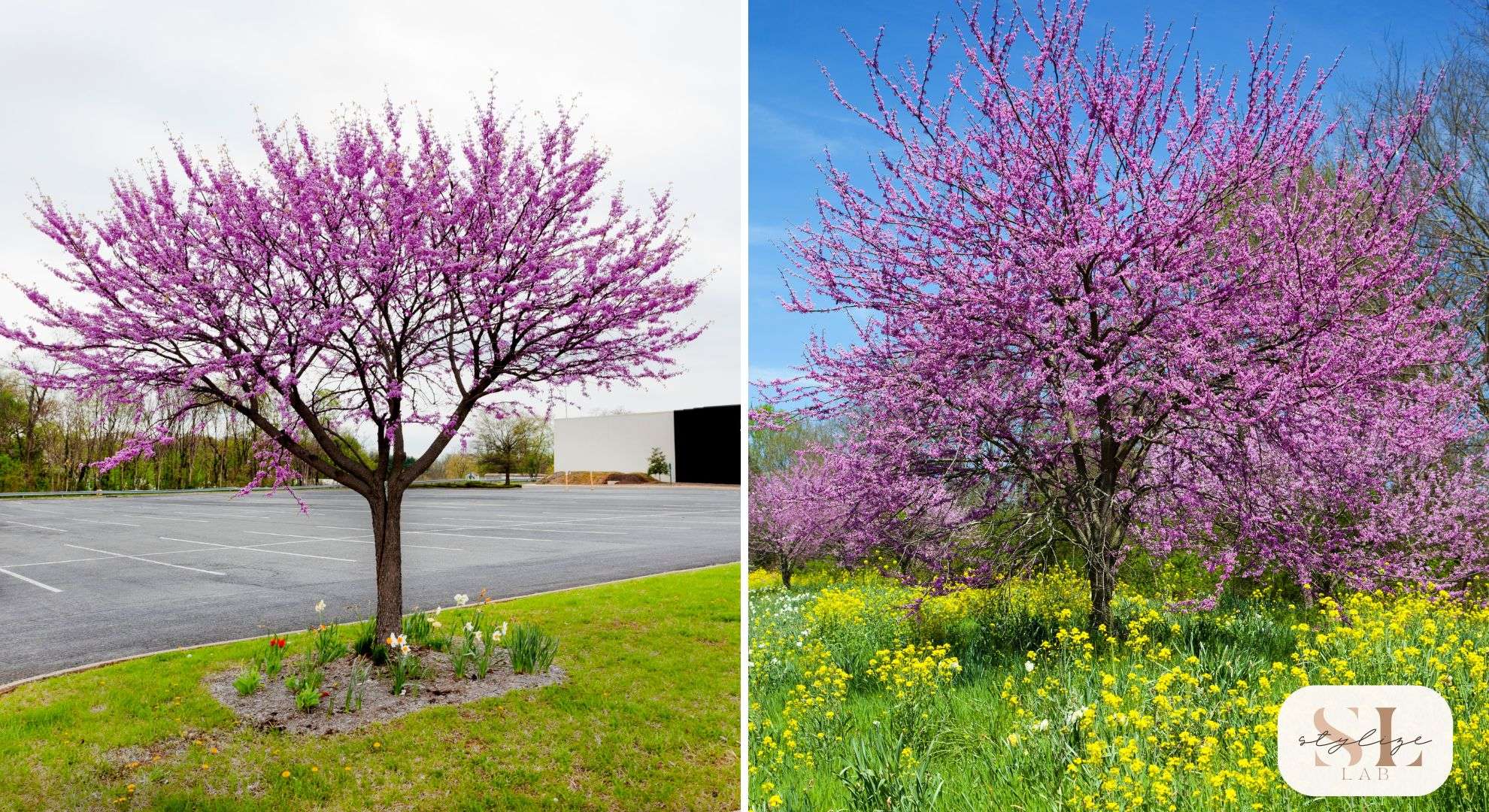 Eastern Redbud tree