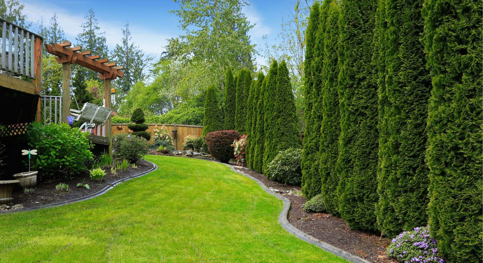 Emerald Green Arborvitae privacy backyard