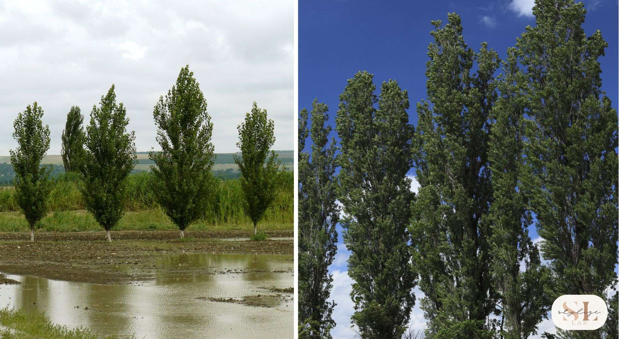 Hybrid Poplar Tree , excellent for shade