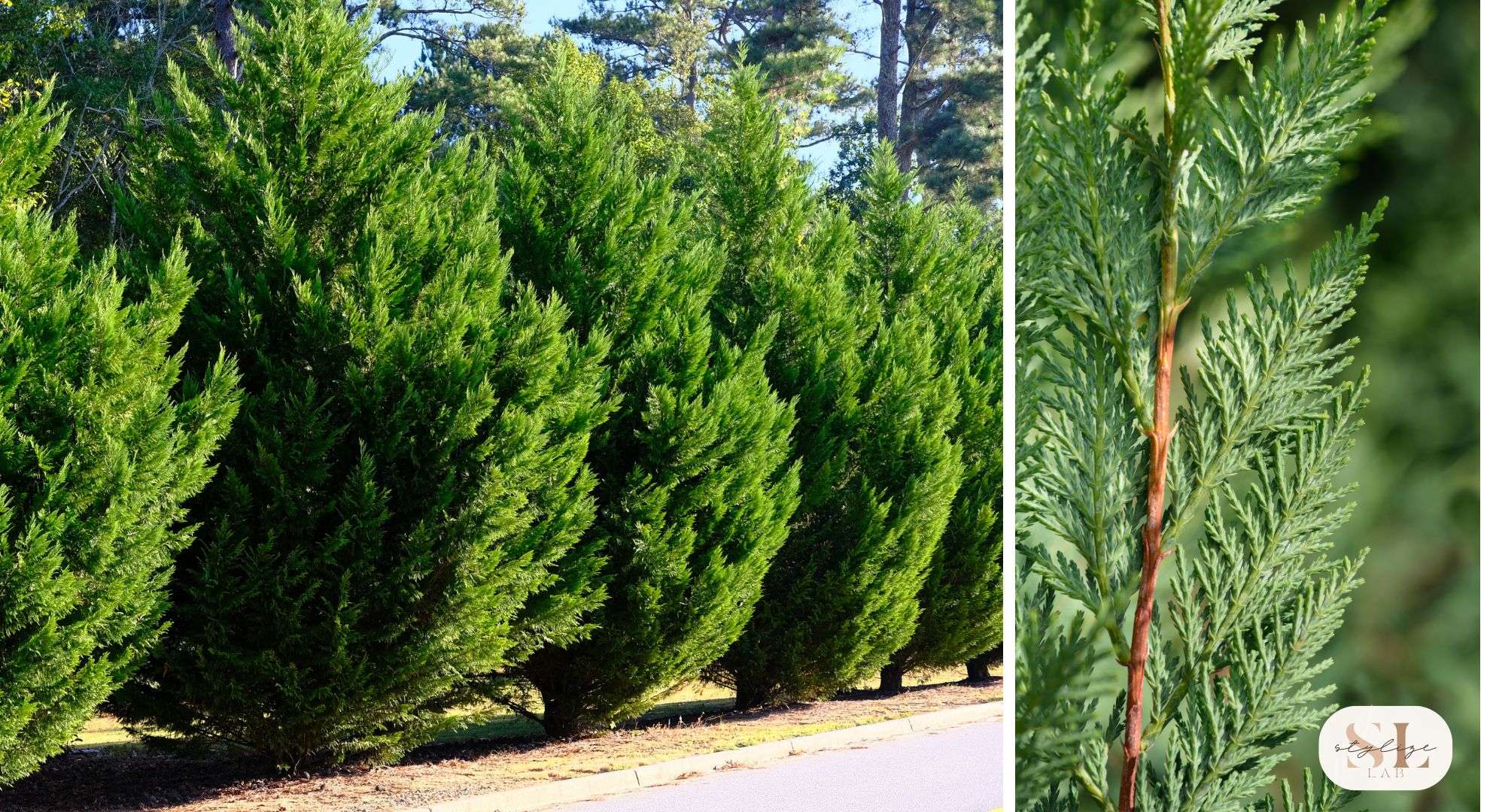 Leyland Cypress