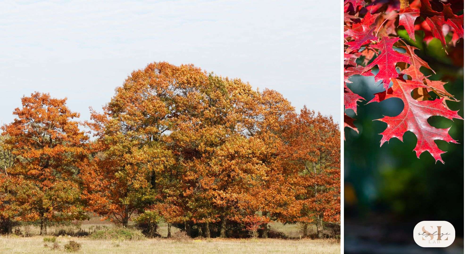 Northern Red Oak