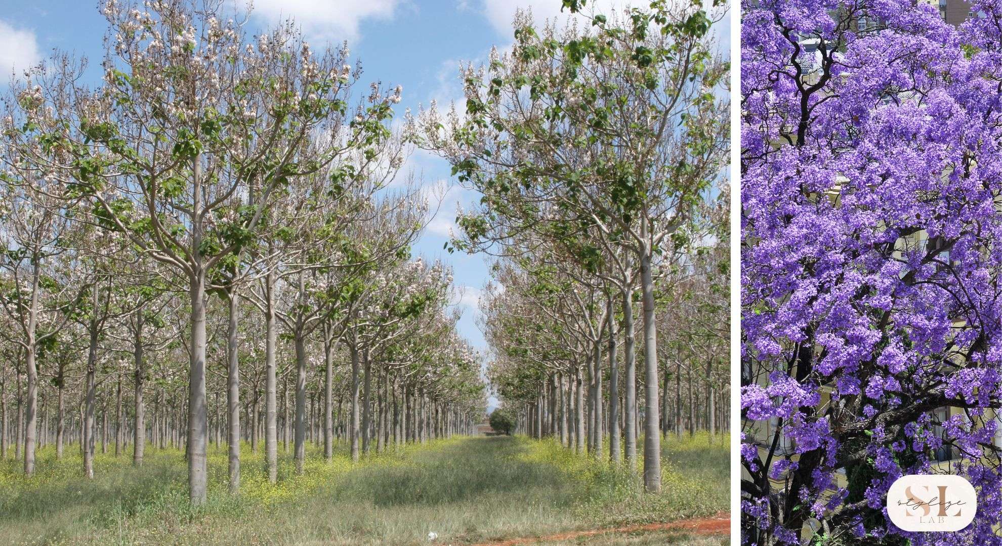 Paulownia tree