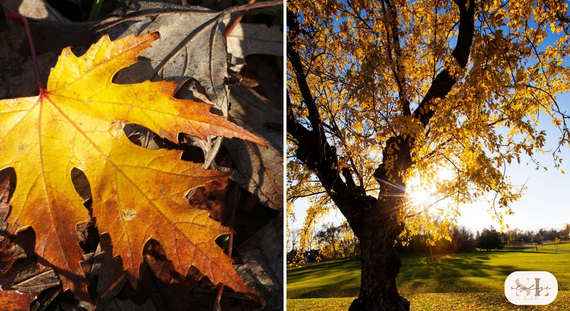 Silver Maple Leaf and Tree