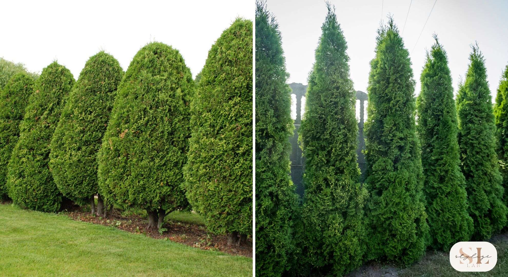 Thuja Green Giant Tree