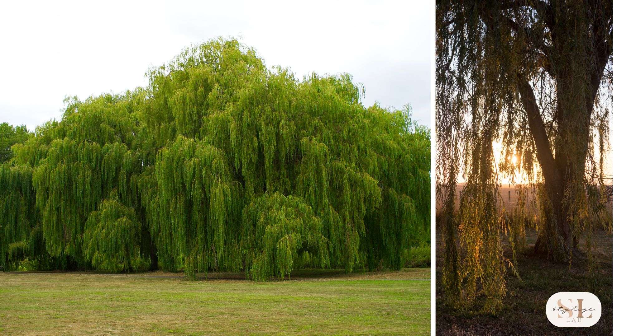 Weeping Willow, good tree for shade