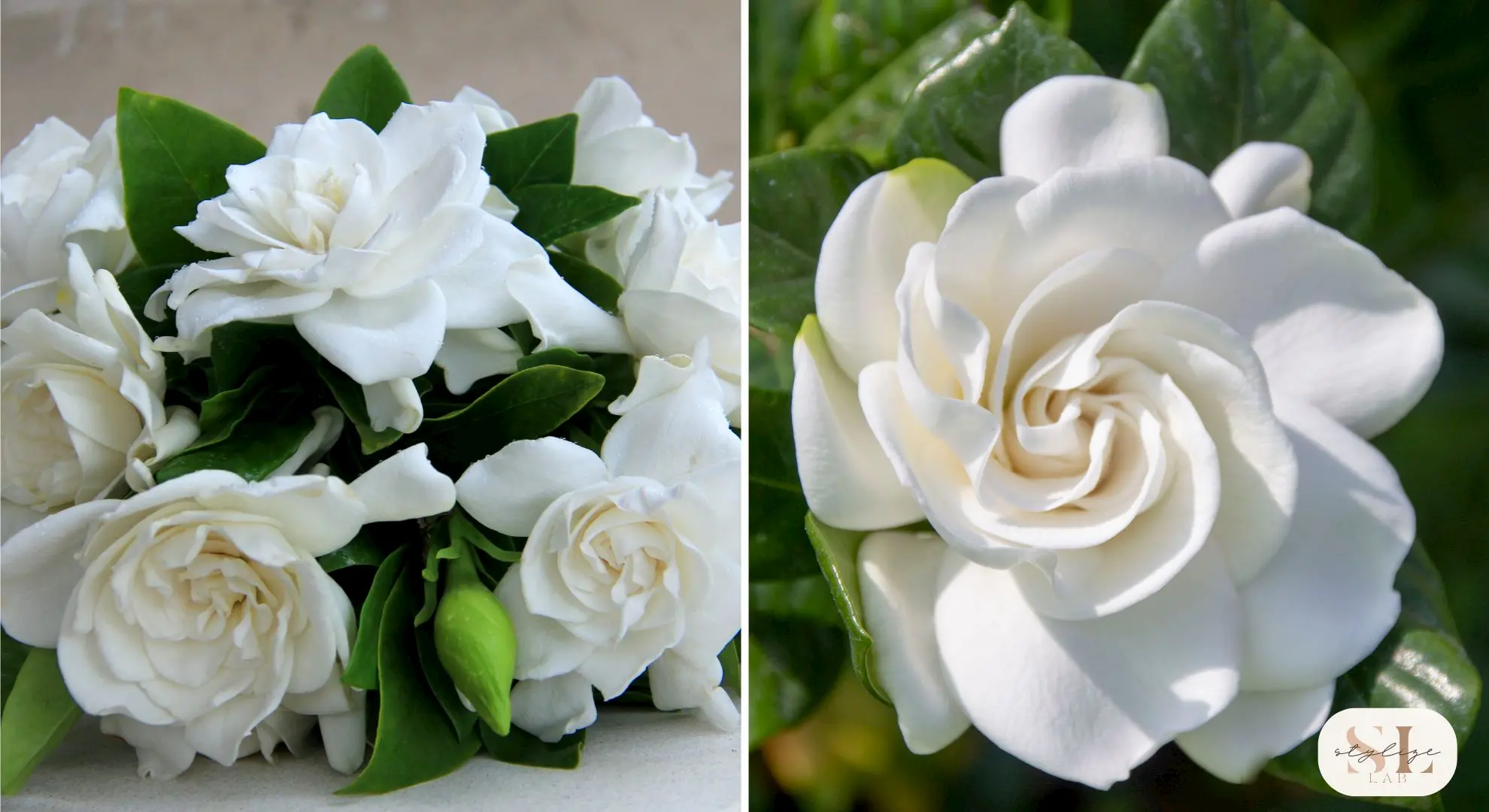 Bouquet of white gardenias with green leaves arranged closely together, Close-up of a single white gardenia bloom with delicate petals and dark green leaves