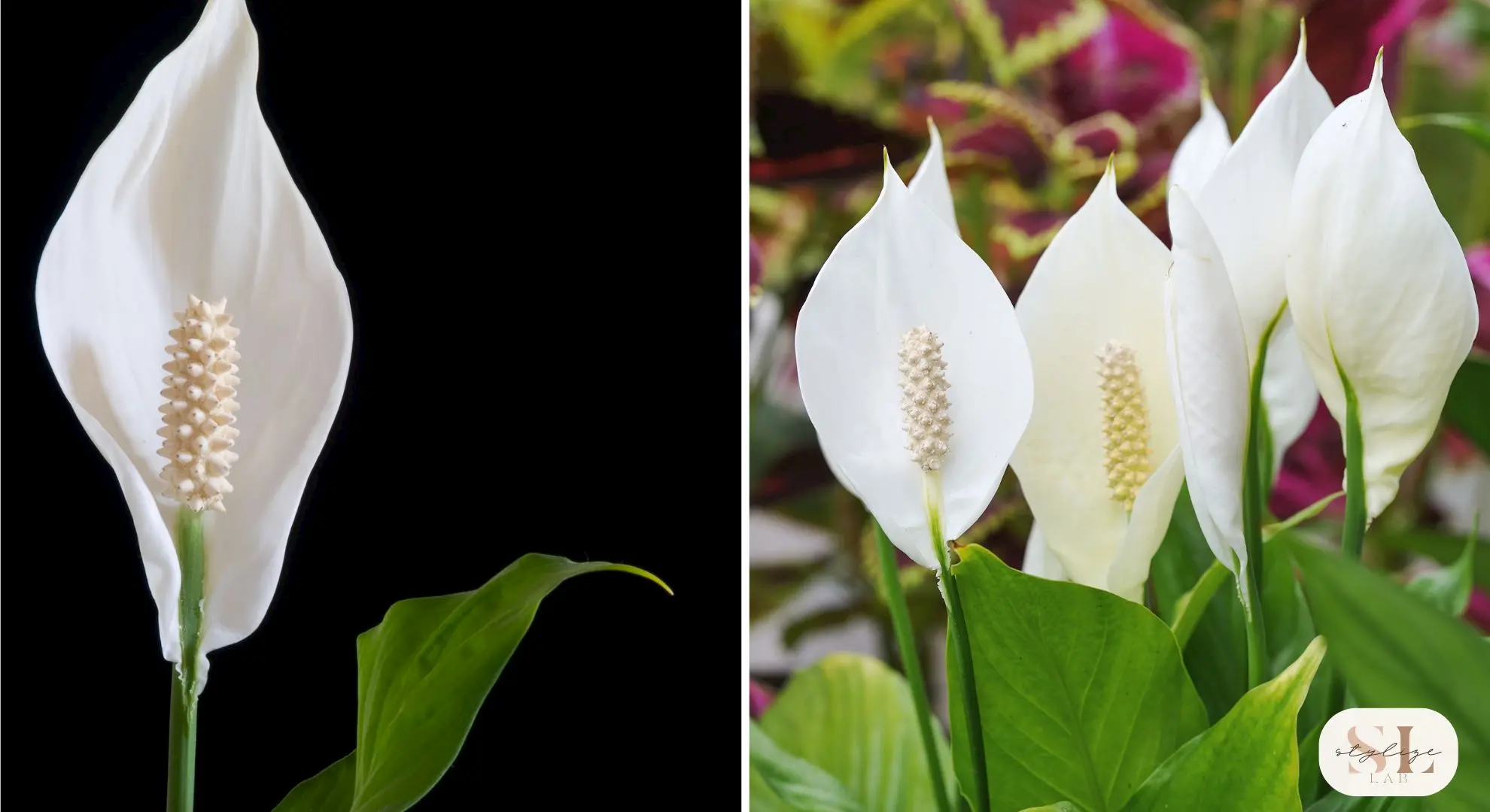 Close-up of a single white peace lily flower against a black background, Cluster of white peace lily blooms with lush green leaves in a garden setting