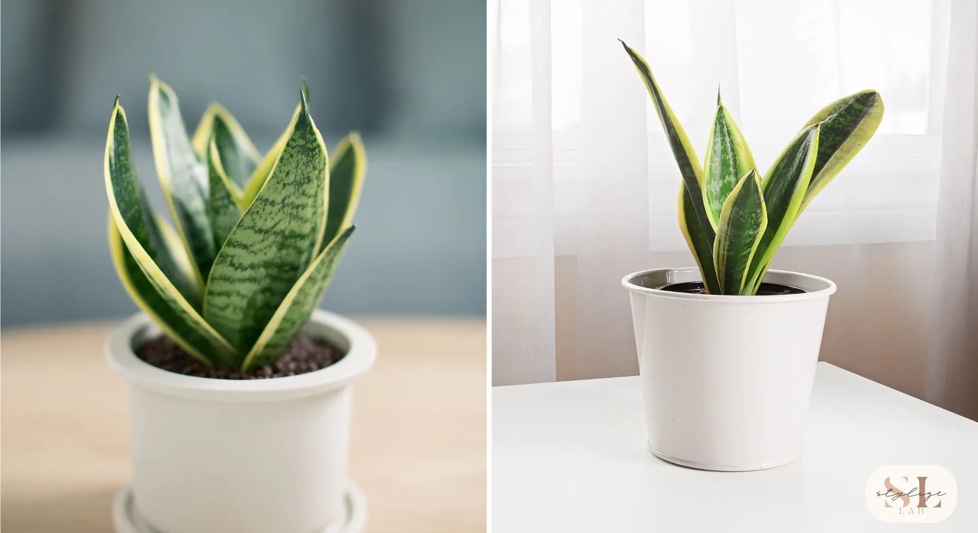 Close-up of a snake plant with green and yellow striped leaves in a small white pot, Snake plant in a larger white pot placed on a table near sheer curtains