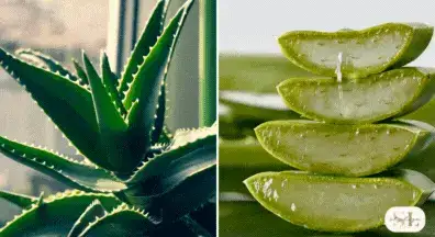 Close-up of a spiky green aloe vera plant with sunlight filtering through leaves, Stacked slices of aloe vera gel displaying translucent green pulp