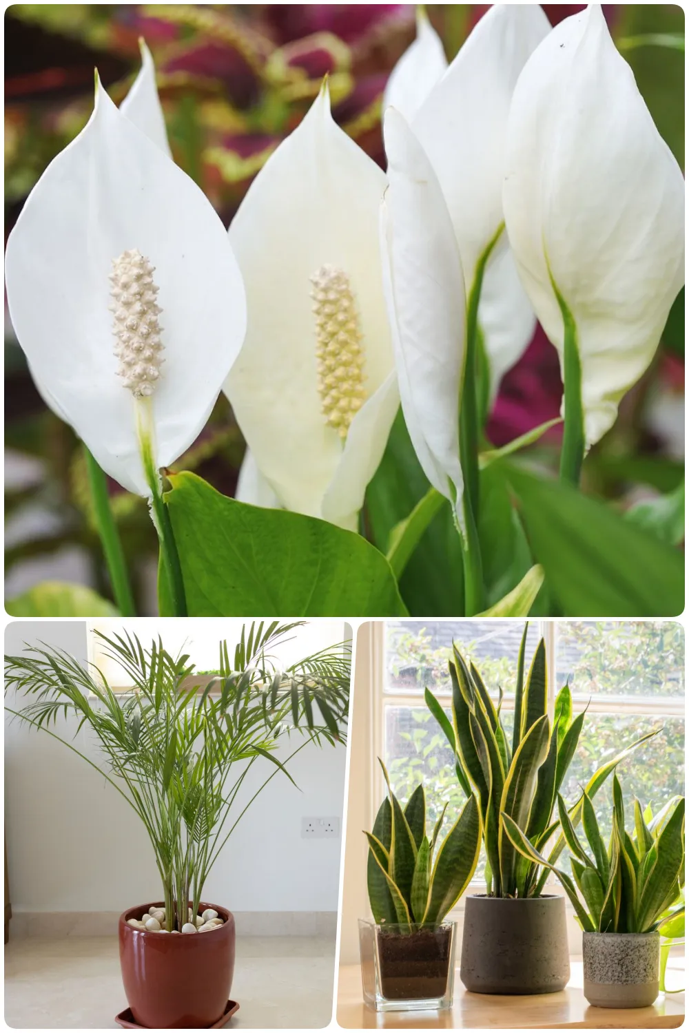 Close-up of white peace lilies with green leaves behind, Tall palm bamboo plant in a brown pot indoors, Three snake plants in various pots near a sunny window