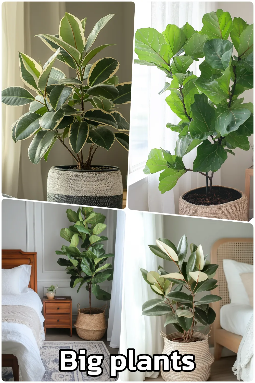 Collage of big indoor plants, fiddle leaf fig and rubber plant in decorative pots with a cozy bedroom setting in background