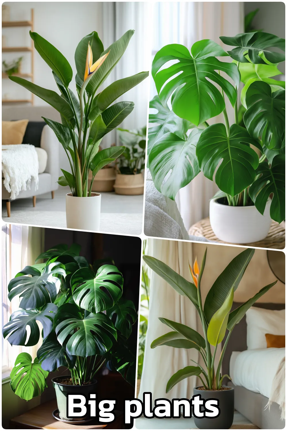 Collage of big plants including monstera and bird of paradise in bright indoor spaces