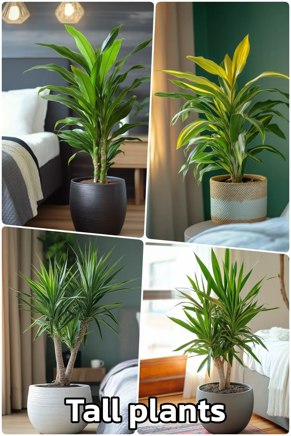 Collage of tall plants including dracaena and yucca in modern indoor spaces