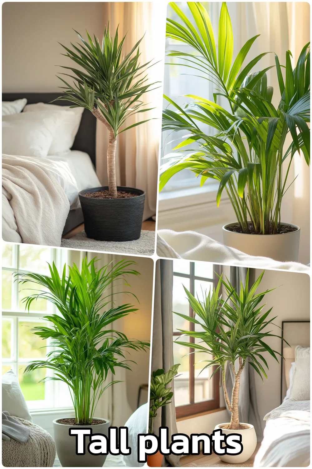 Collage of tall plants including palm varieties displayed in bright indoor settings