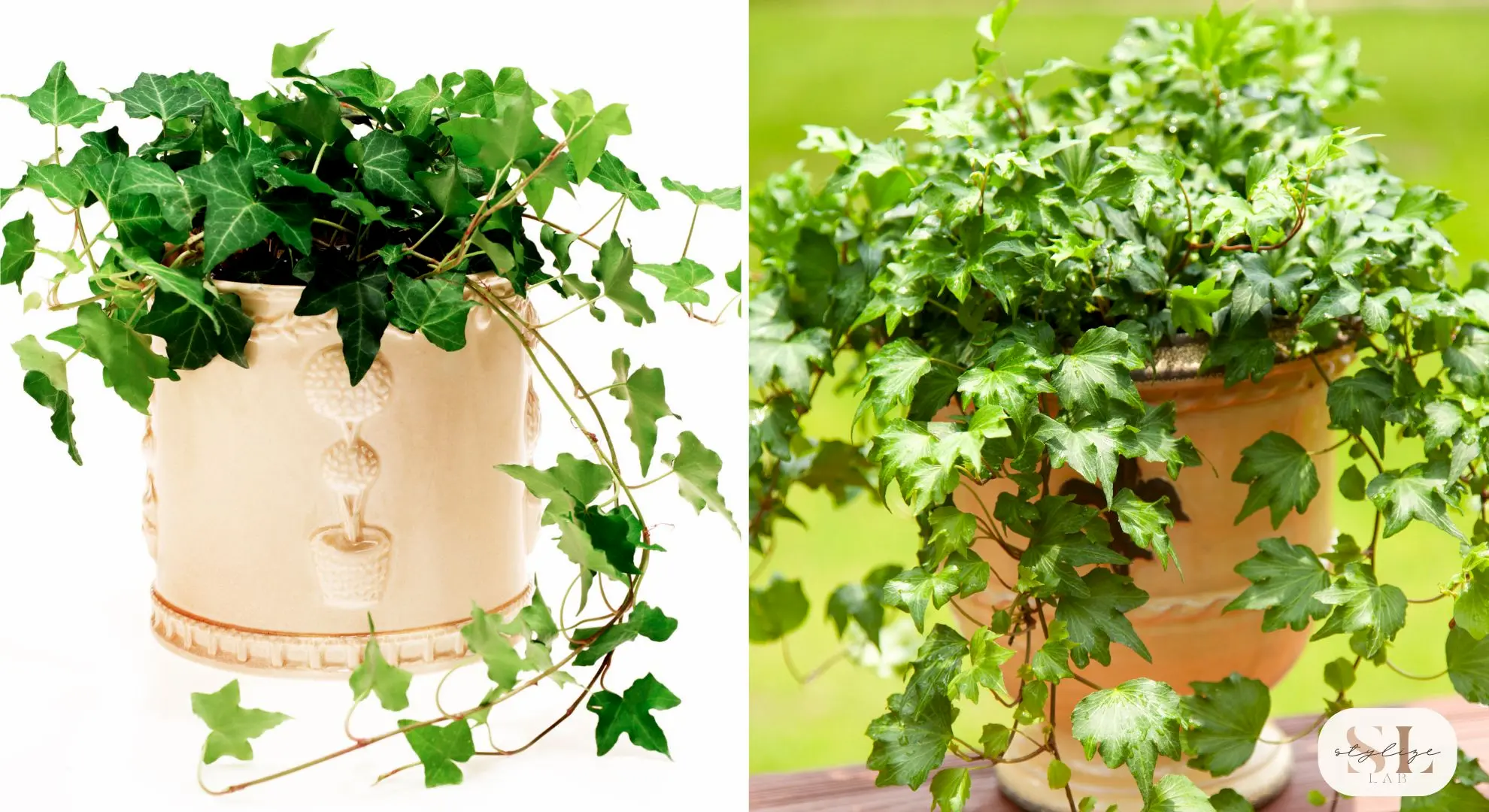 Ivy plant with glossy green leaves in a decorative beige pot against a white background, Lush ivy plant in a terracotta pot with green garden backdrop